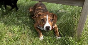 Meet Maggie Shes a 6-month-old Terrier mix weighing 30 pounds Shes fully grown and is the perfe