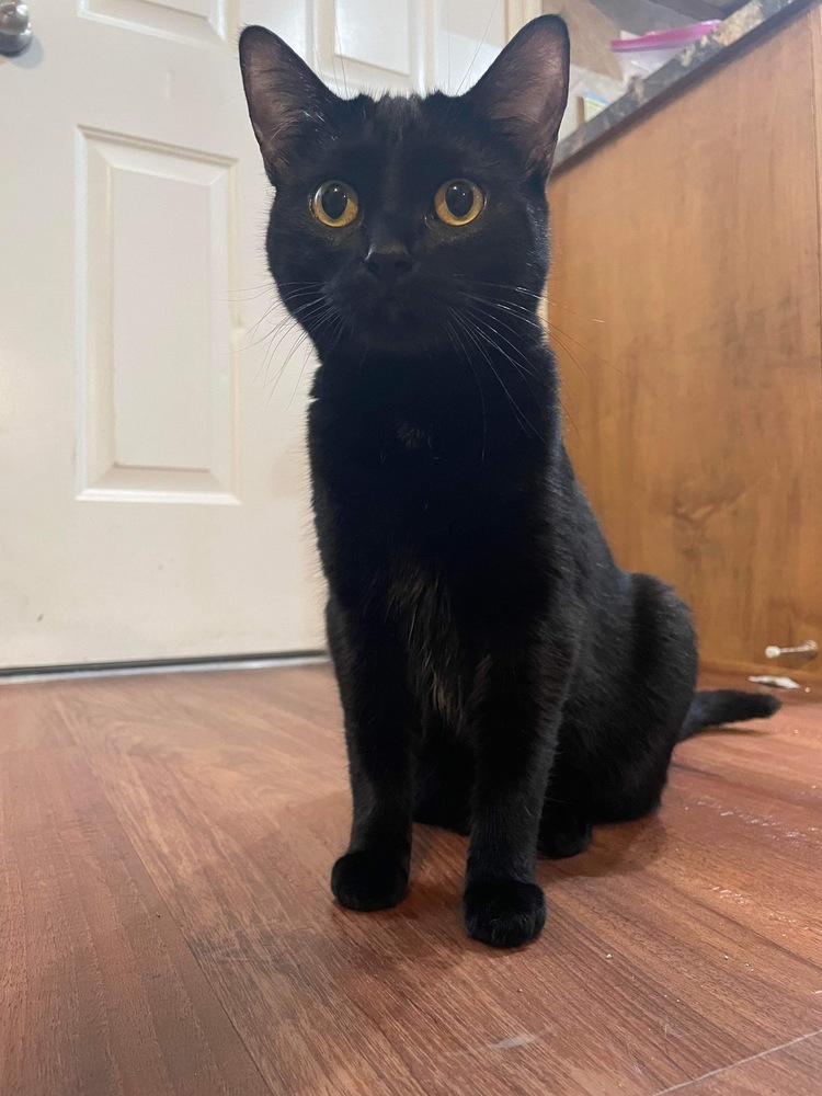 Marnie, an adoptable Domestic Short Hair in Shawnee, OK, 74804 | Photo Image 1