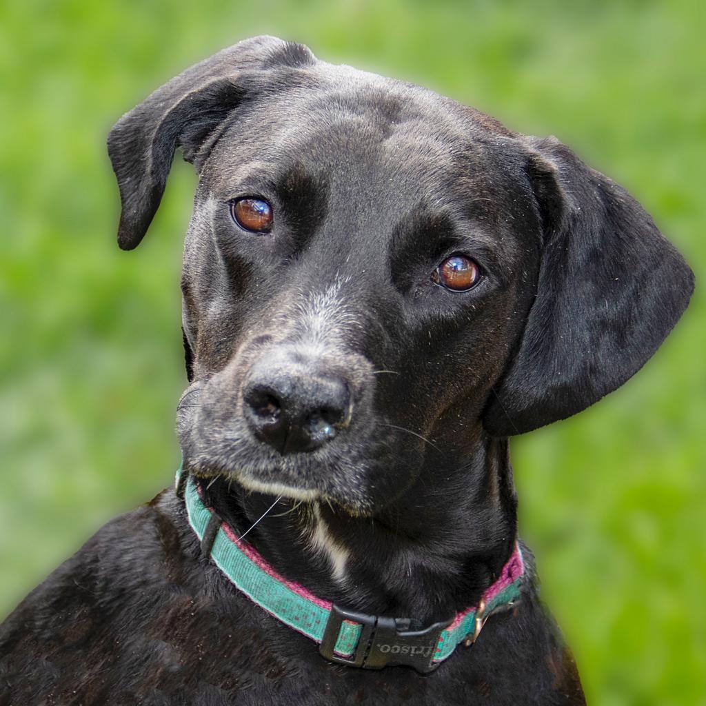 Kayla, an adoptable Labrador Retriever, Hound in Wichita, KS, 67208 | Photo Image 1