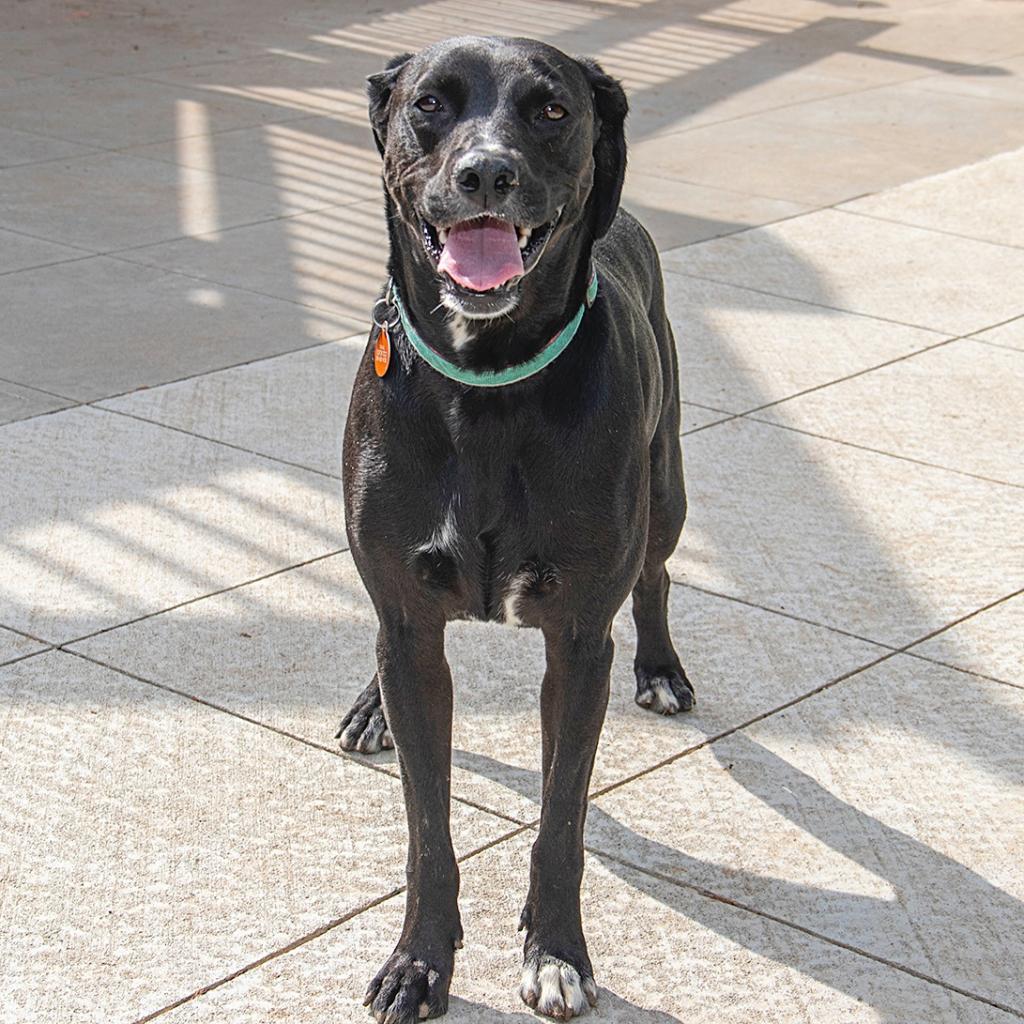 Kayla, an adoptable Labrador Retriever, Hound in Wichita, KS, 67208 | Photo Image 2