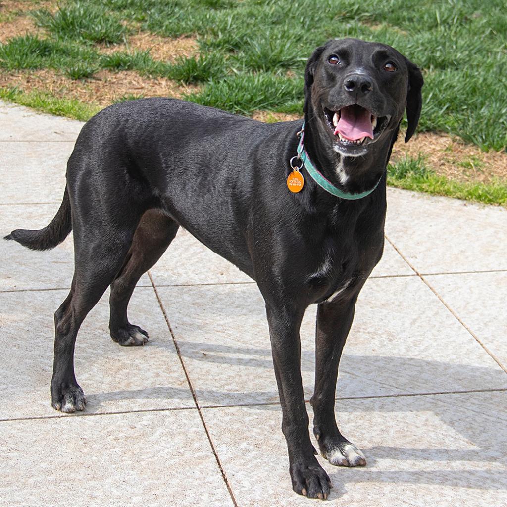 Kayla, an adoptable Labrador Retriever, Hound in Wichita, KS, 67208 | Photo Image 3