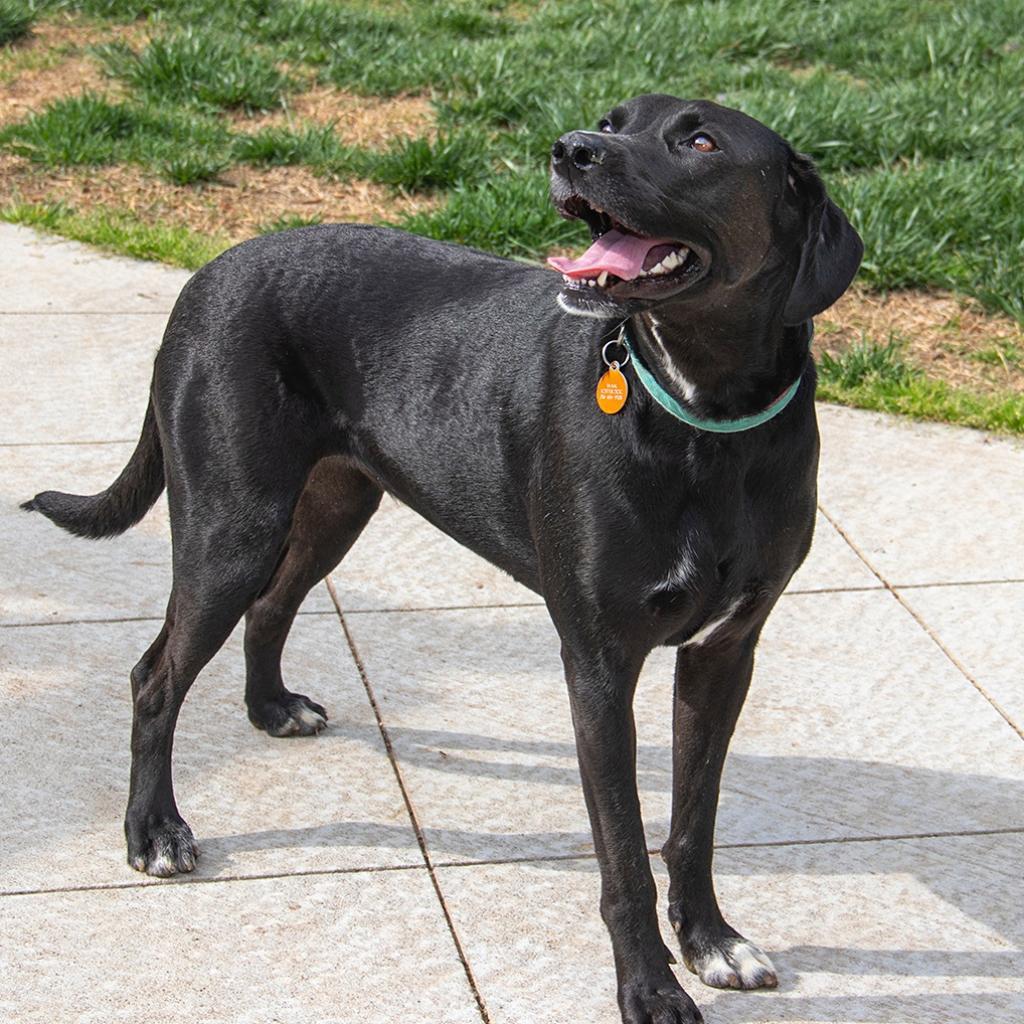 Kayla, an adoptable Labrador Retriever, Hound in Wichita, KS, 67208 | Photo Image 4