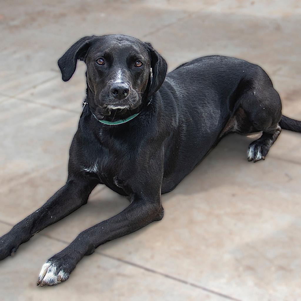 Kayla, an adoptable Labrador Retriever, Hound in Wichita, KS, 67208 | Photo Image 5