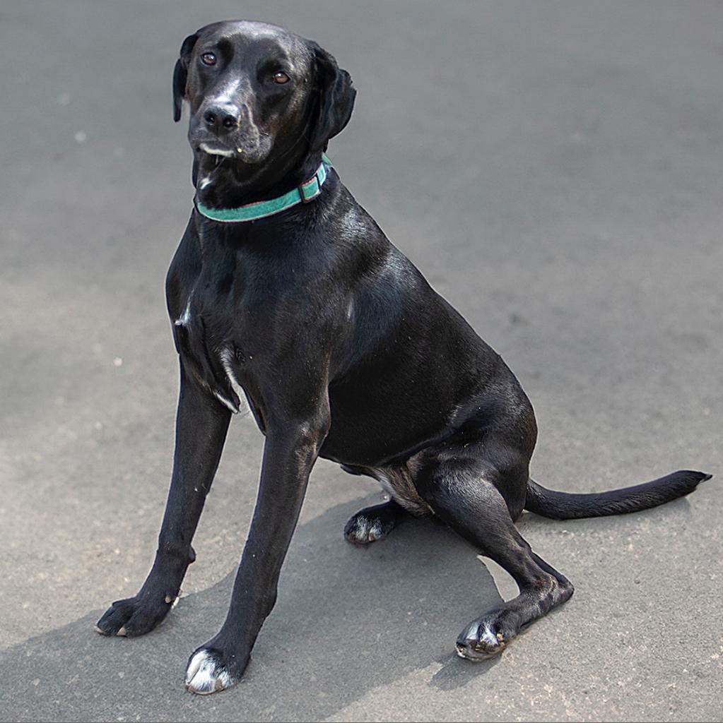 Kayla, an adoptable Labrador Retriever, Hound in Wichita, KS, 67208 | Photo Image 6