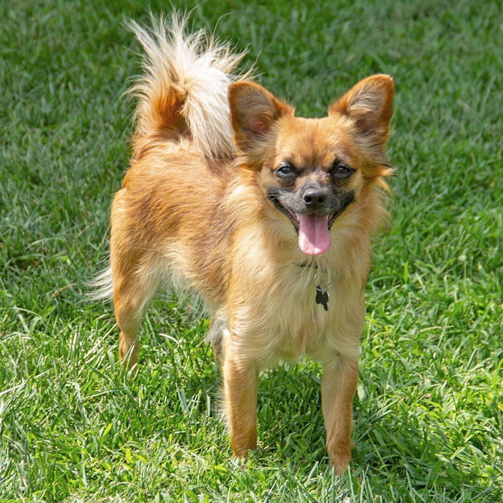 Dolly, an adoptable Chihuahua, Mixed Breed in Wichita, KS, 67208 | Photo Image 1