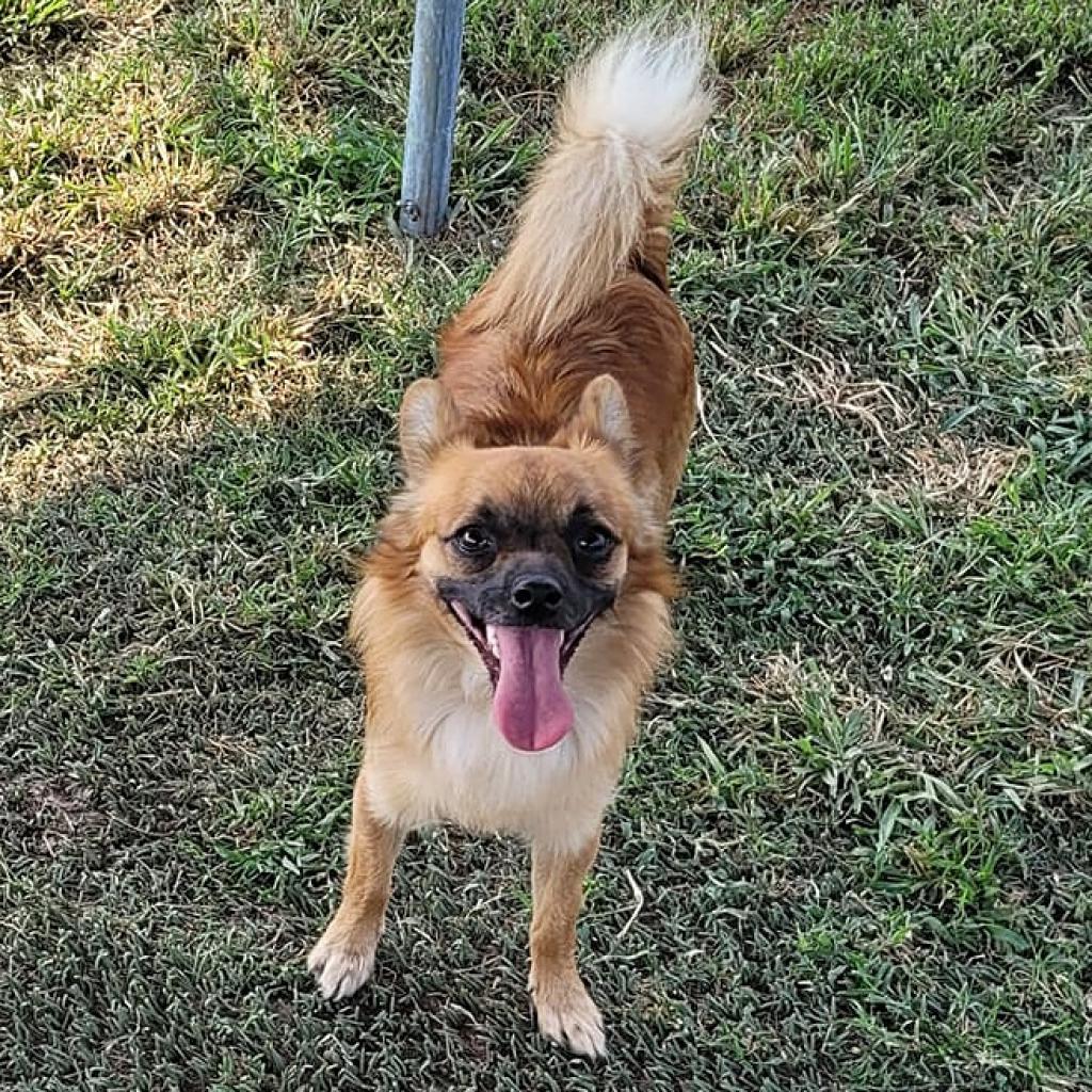 Dolly, an adoptable Chihuahua, Mixed Breed in Wichita, KS, 67208 | Photo Image 2