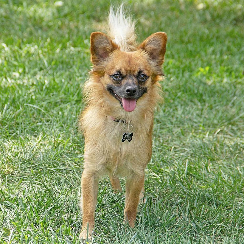 Dolly, an adoptable Chihuahua, Mixed Breed in Wichita, KS, 67208 | Photo Image 3