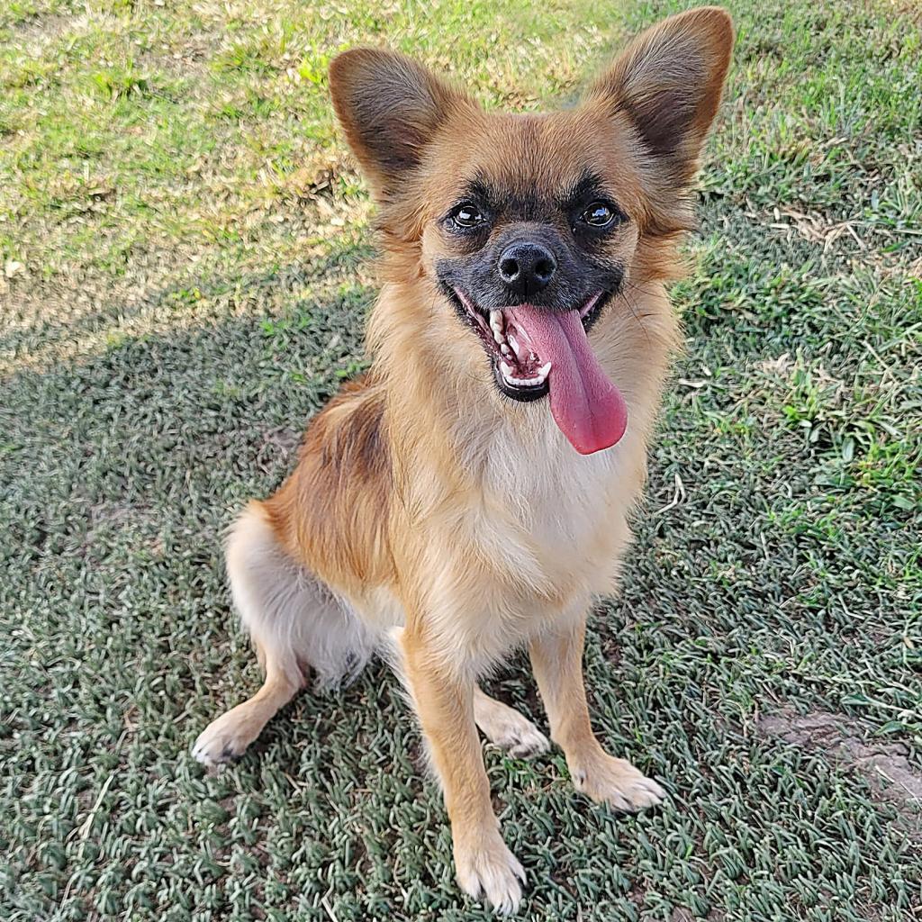 Dolly, an adoptable Chihuahua, Mixed Breed in Wichita, KS, 67208 | Photo Image 4