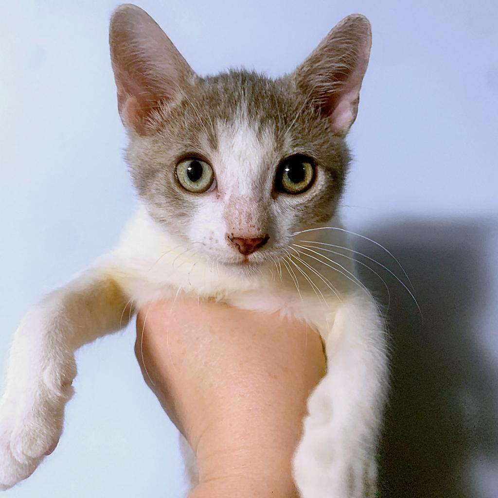 Boots, an adoptable Domestic Short Hair in Wichita, KS, 67208 | Photo Image 1