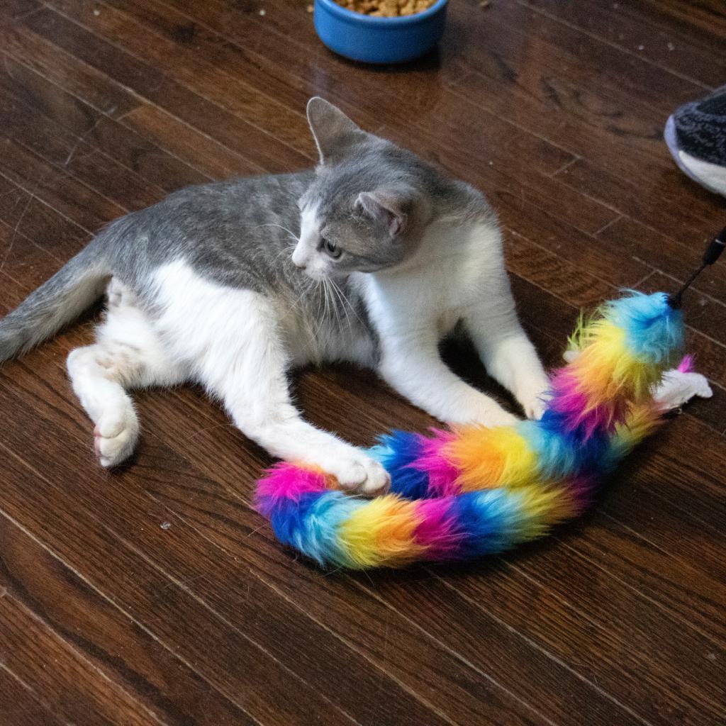 Boots, an adoptable Domestic Short Hair in Wichita, KS, 67208 | Photo Image 2