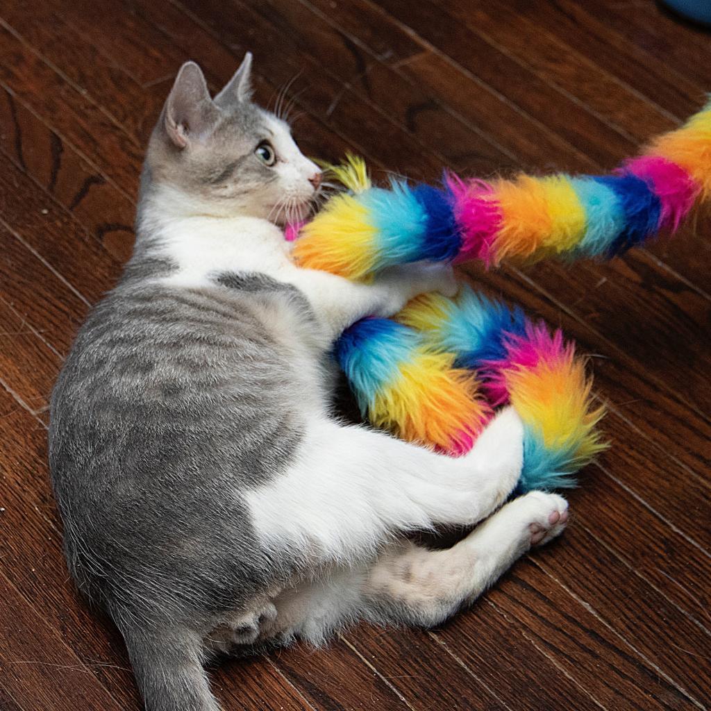 Boots, an adoptable Domestic Short Hair in Wichita, KS, 67208 | Photo Image 3