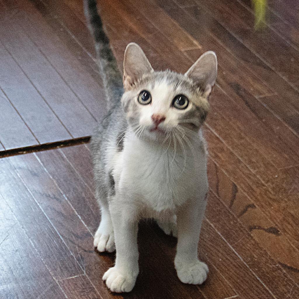 Boots, an adoptable Domestic Short Hair in Wichita, KS, 67208 | Photo Image 5