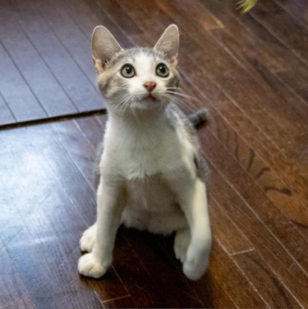 Boots, an adoptable Domestic Short Hair in Wichita, KS, 67208 | Photo Image 6