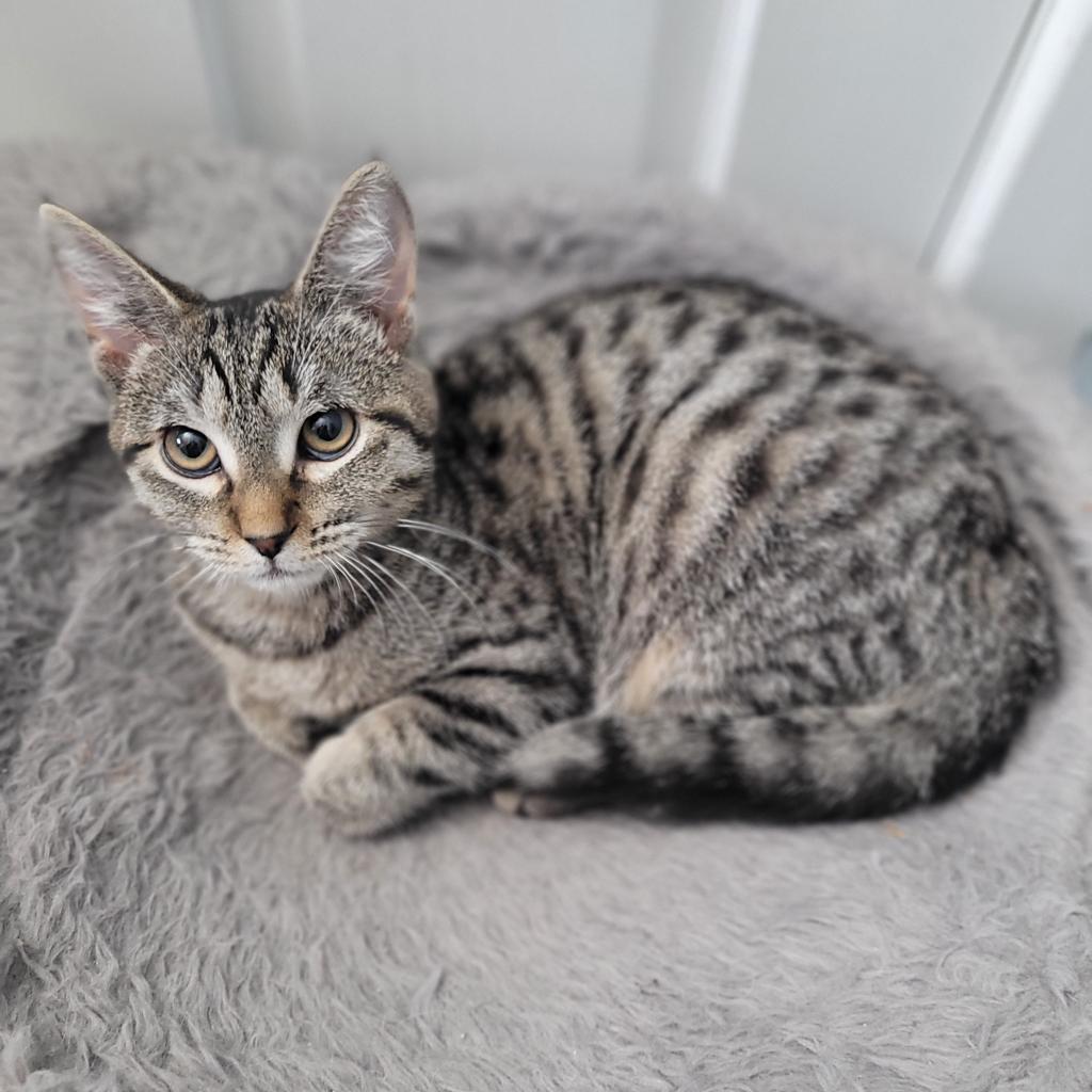 Roxanne, an adoptable Domestic Short Hair in Wichita, KS, 67208 | Photo Image 1