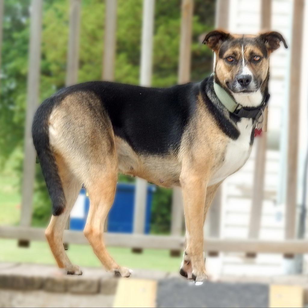 Greta, an adoptable German Shepherd Dog, Mixed Breed in Wichita, KS, 67208 | Photo Image 1