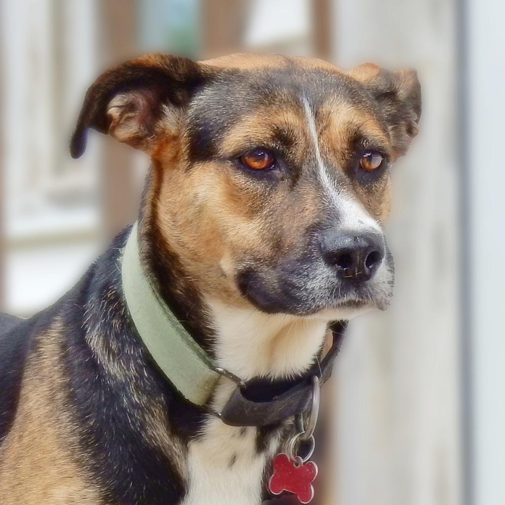 Greta, an adoptable German Shepherd Dog, Mixed Breed in Wichita, KS, 67208 | Photo Image 2