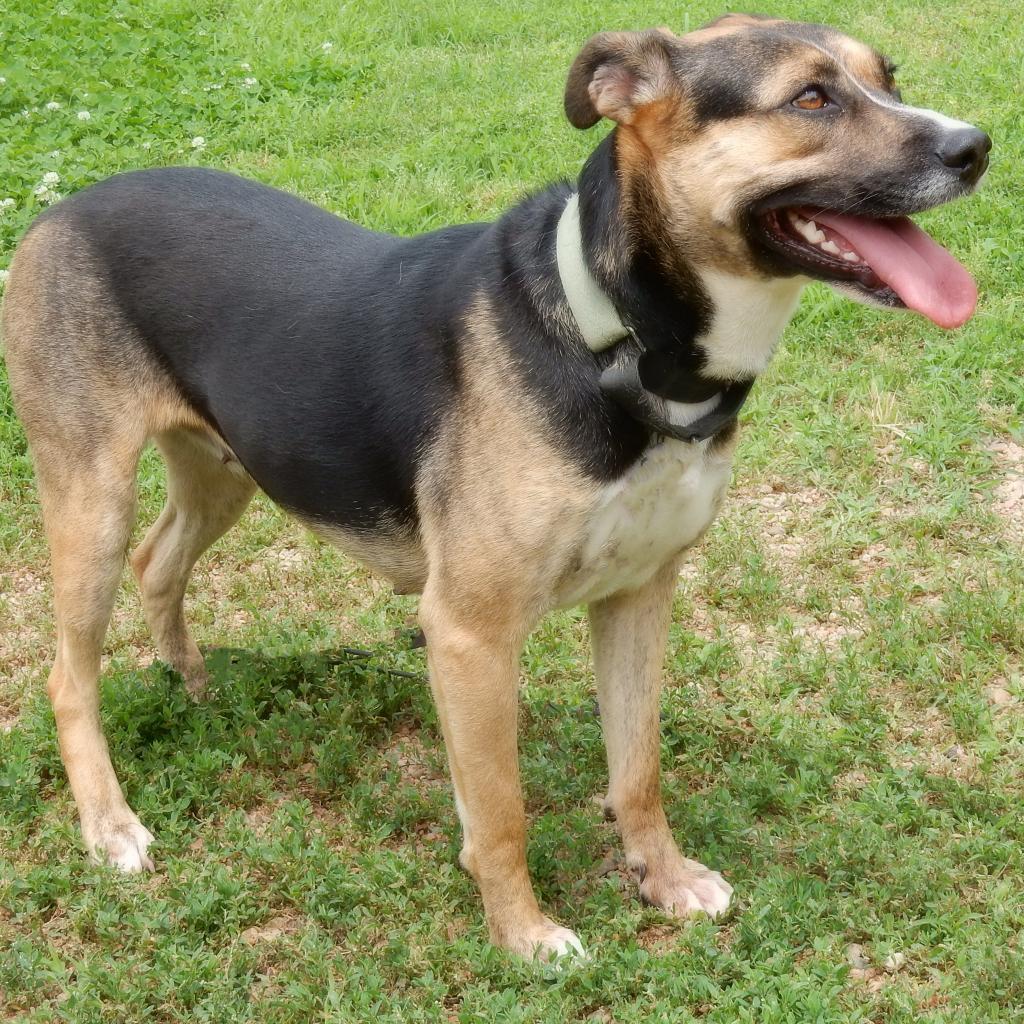 Greta, an adoptable German Shepherd Dog, Mixed Breed in Wichita, KS, 67208 | Photo Image 3