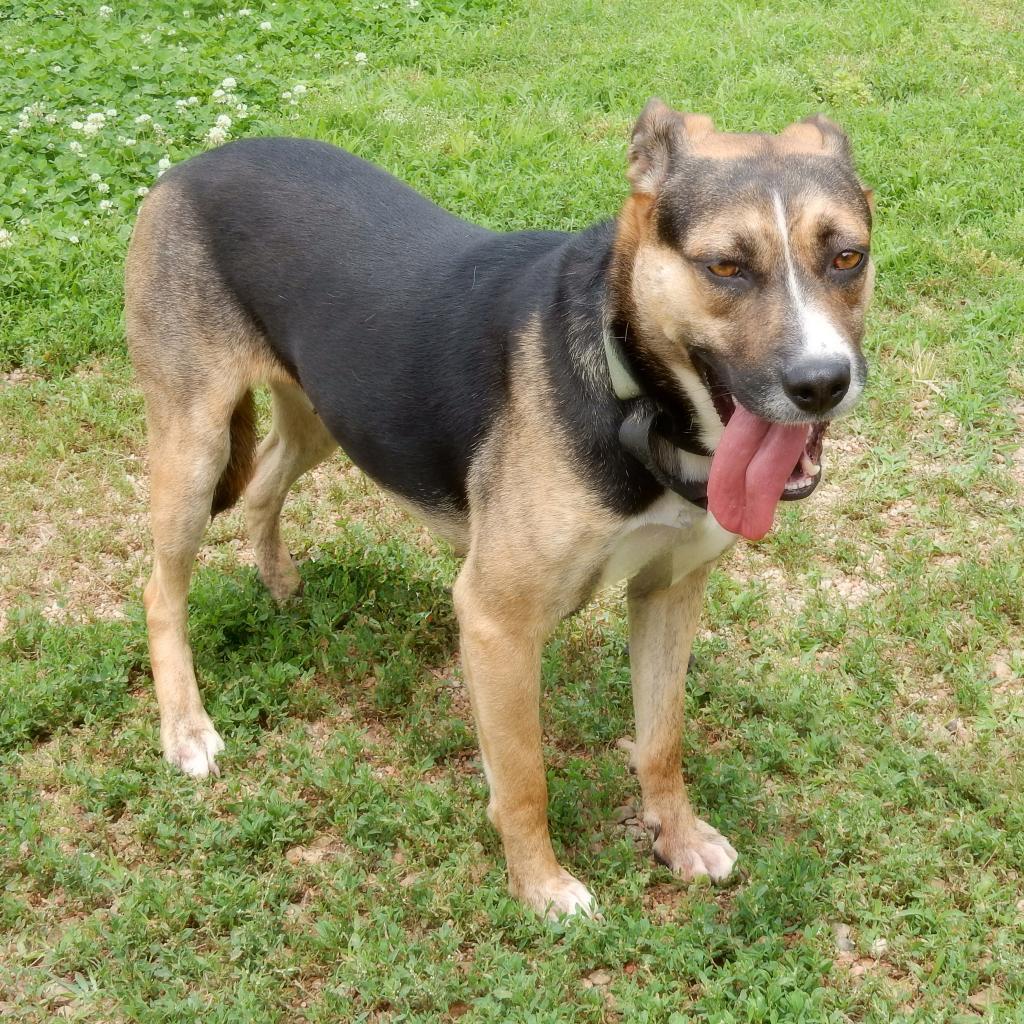 Greta, an adoptable German Shepherd Dog, Mixed Breed in Wichita, KS, 67208 | Photo Image 4