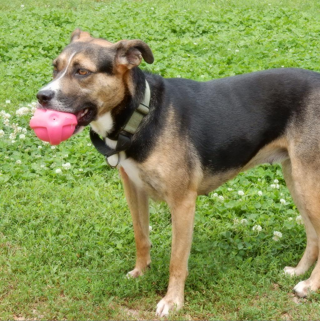 Greta, an adoptable German Shepherd Dog, Mixed Breed in Wichita, KS, 67208 | Photo Image 5