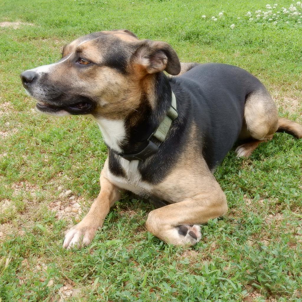 Greta, an adoptable German Shepherd Dog, Mixed Breed in Wichita, KS, 67208 | Photo Image 6