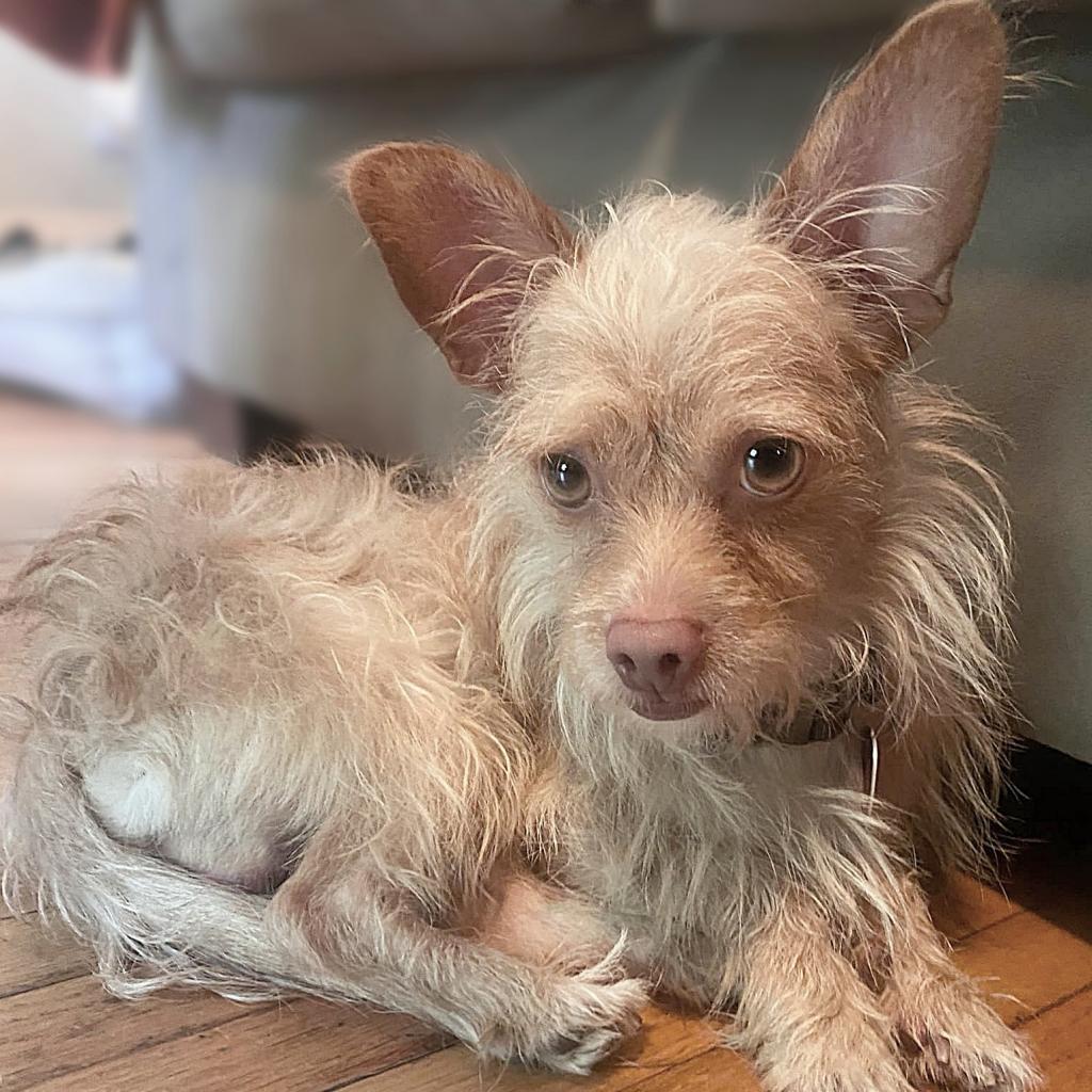 Sport, an adoptable Terrier, Mixed Breed in Wichita, KS, 67208 | Photo Image 1