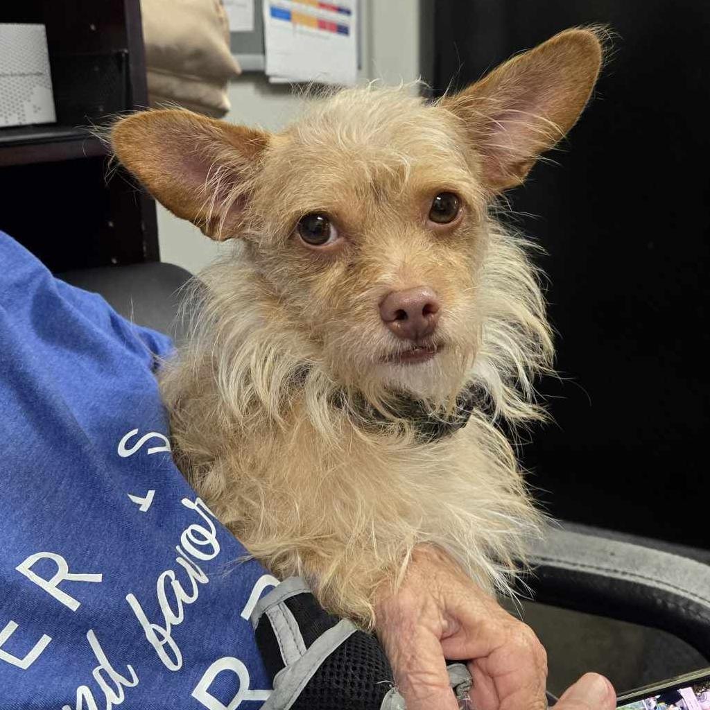 Sport, an adoptable Terrier, Mixed Breed in Wichita, KS, 67208 | Photo Image 2