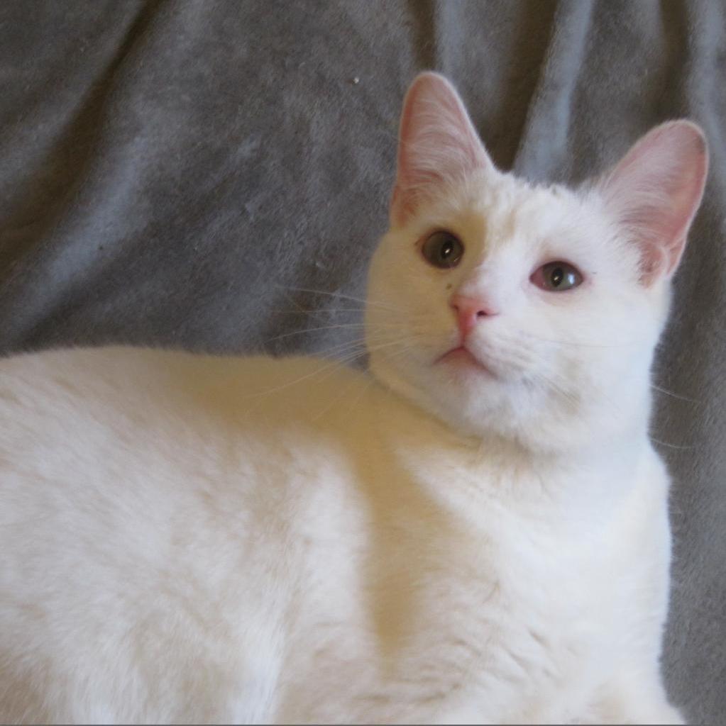 George, an adoptable Domestic Short Hair in Wichita, KS, 67208 | Photo Image 3