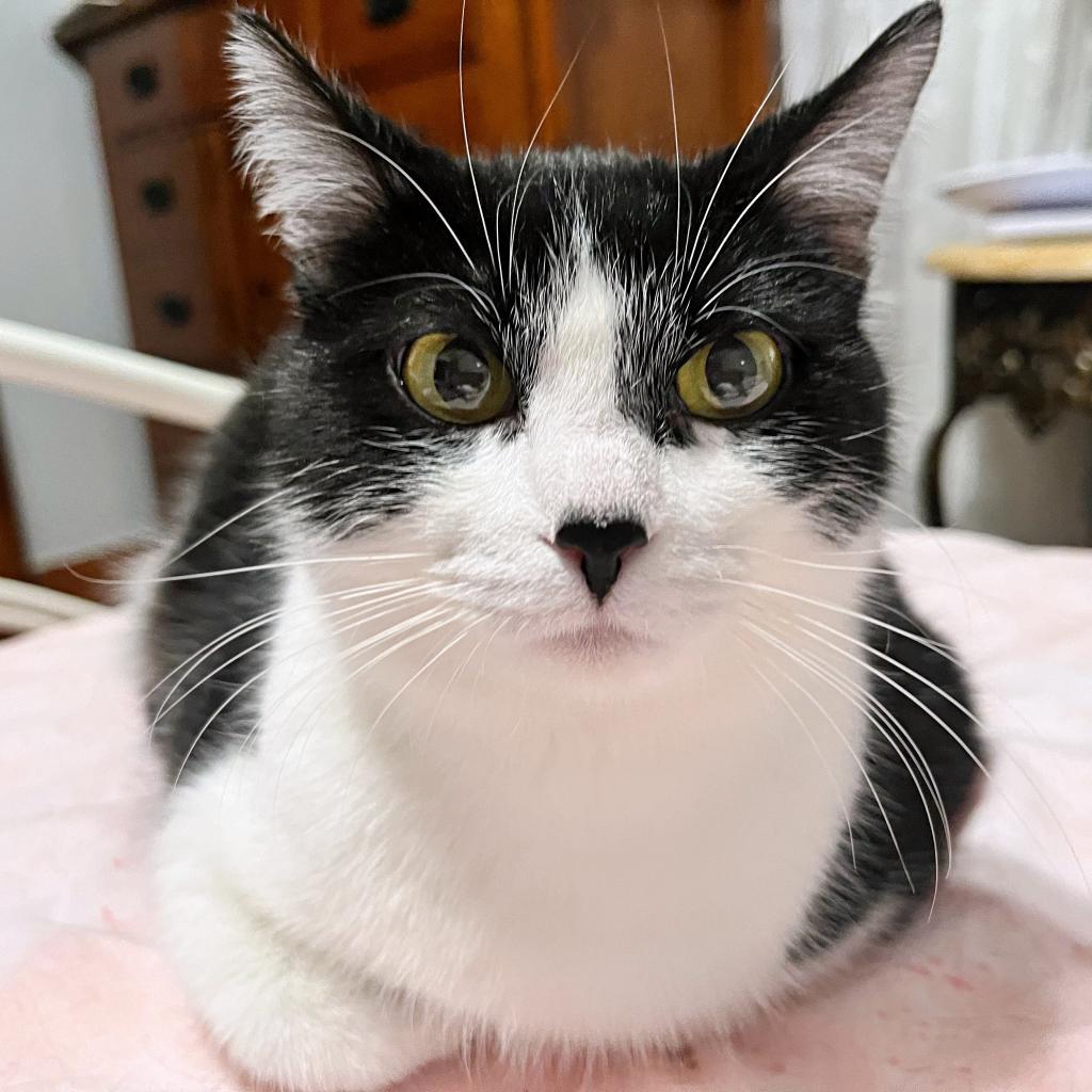 Peggy Sue, an adoptable Domestic Short Hair in Wichita, KS, 67208 | Photo Image 1