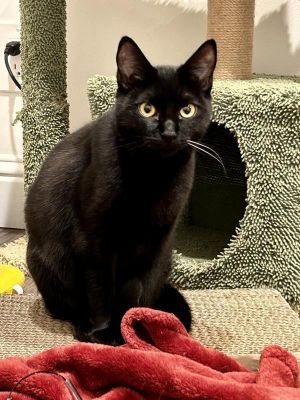 Markle is a stunning 11 month old girl with a sleek black coat that shines like a midnight sky Wit