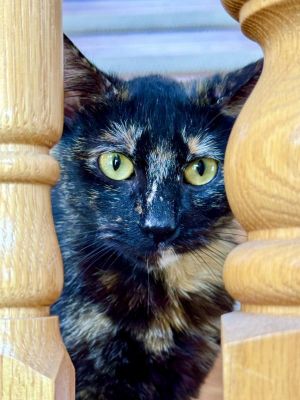 Meet Dakota the gentle and affectionate 1-year-old tortoiseshell beauty who is full of love Her un