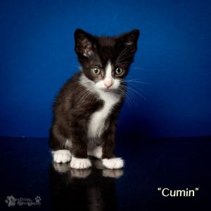 Cumin Domestic Short Hair Cat
