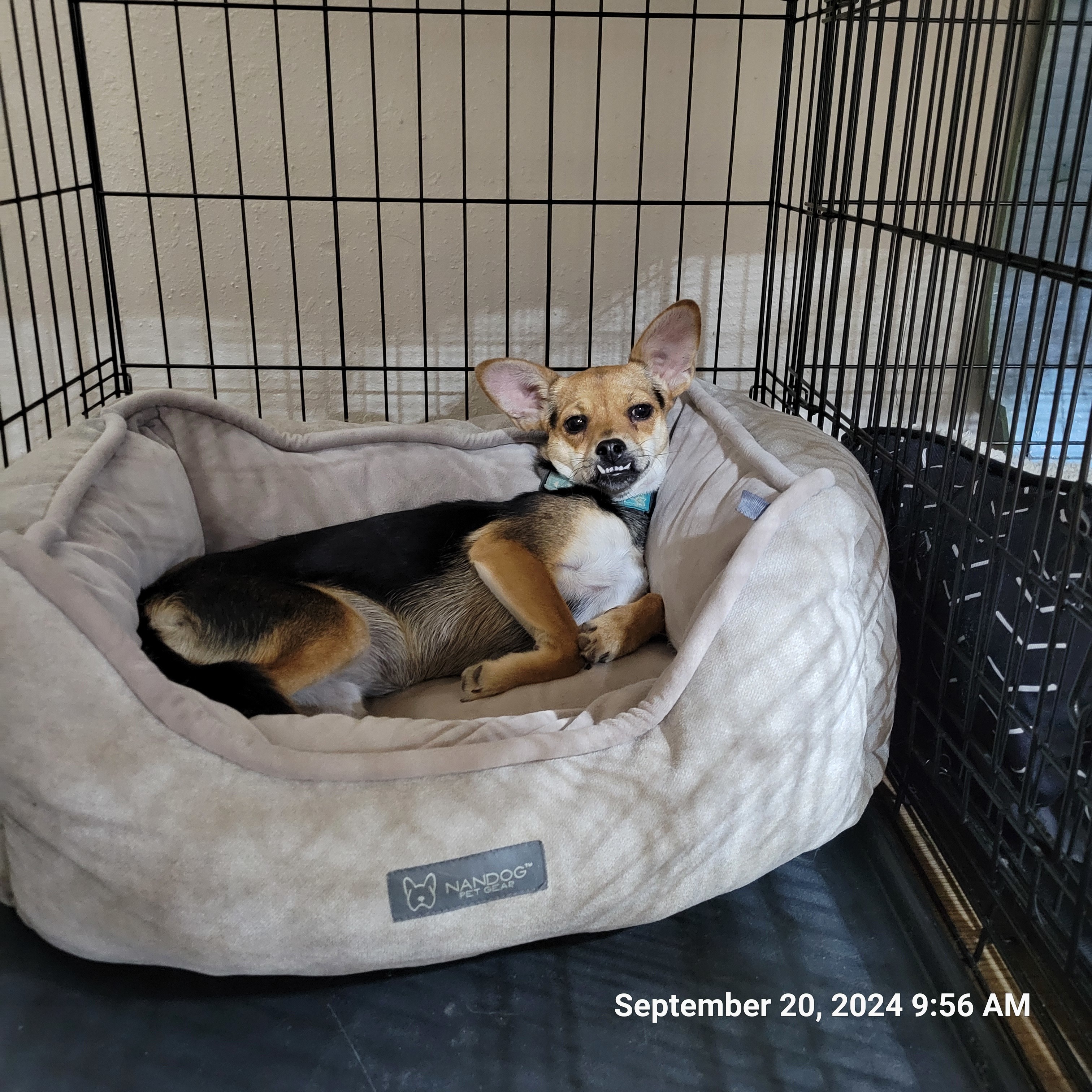 Olive Oil, an adoptable Chihuahua, Mixed Breed in Windsor, CO, 80550 | Photo Image 3