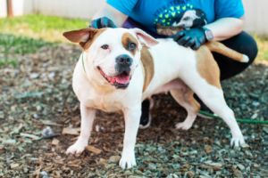 Mina- IN FOSTER, Adult Female Mixed Breed