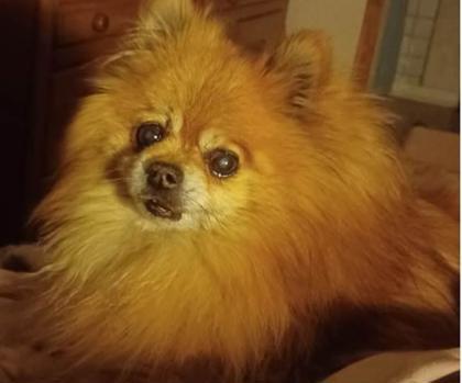 Muffy, an adoptable Pomeranian in Wichita, KS, 67201 | Photo Image 2