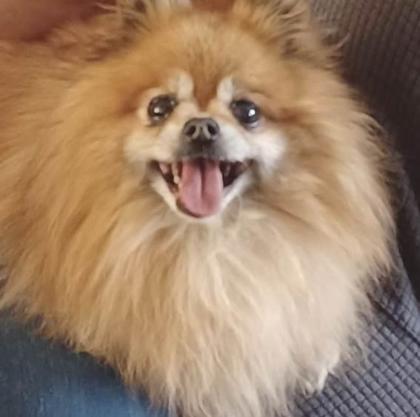 Muffy, an adoptable Pomeranian in Wichita, KS, 67201 | Photo Image 3