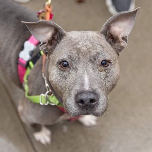 Pippy is an energetic girl who is ready to play She cant wait to meet you Pippy can be a