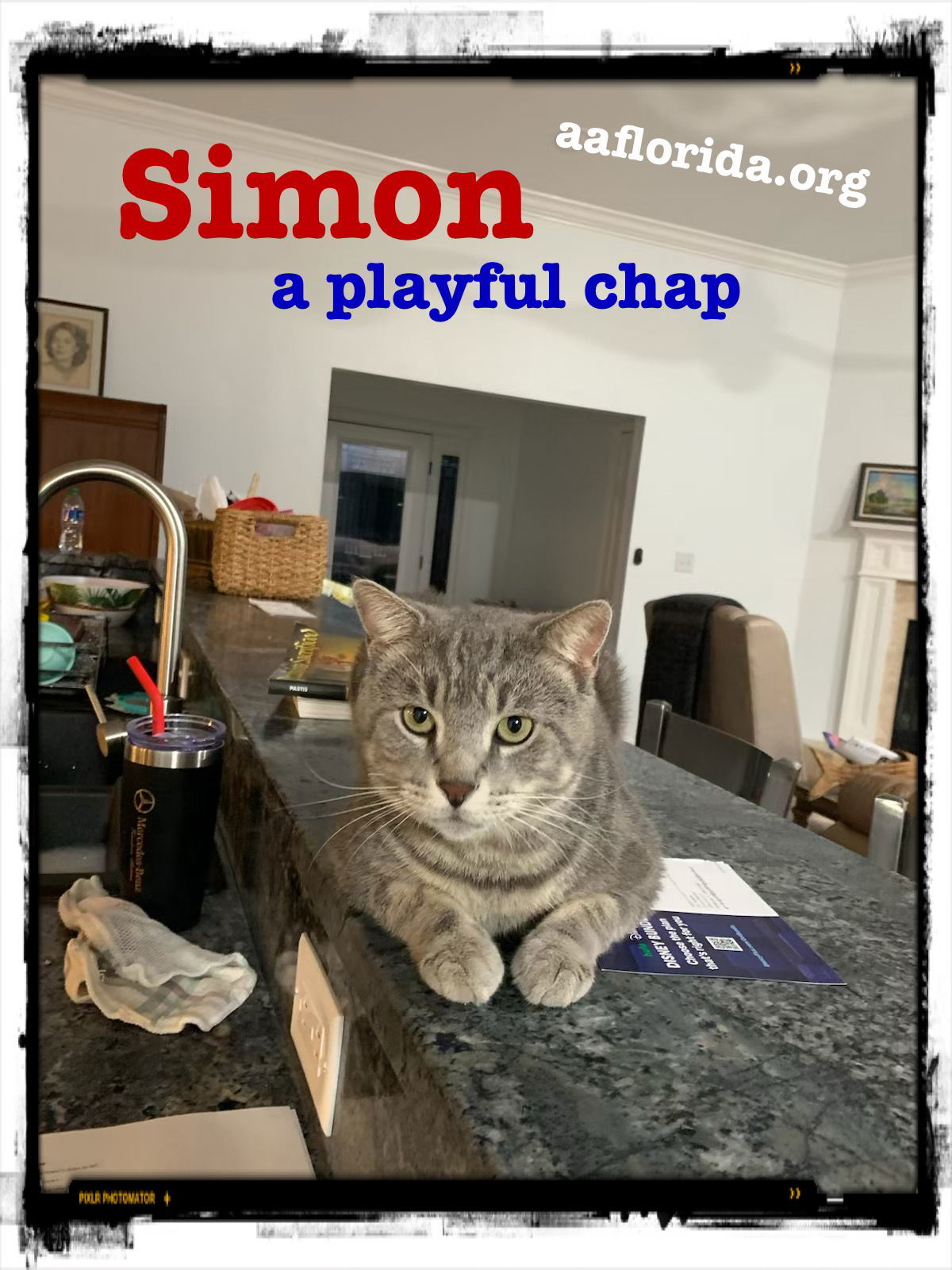 Simon, an adoptable Tabby, Domestic Short Hair in Pensacola, FL, 32534 | Photo Image 1
