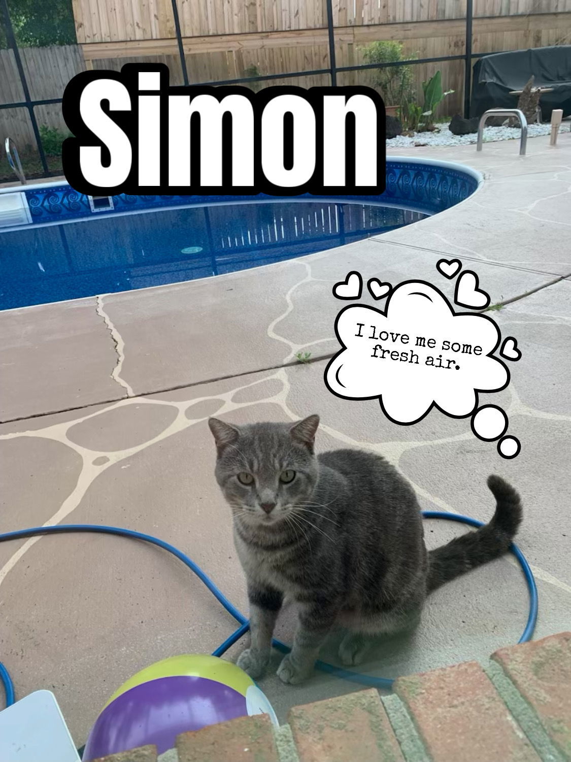 Simon, an adoptable Tabby, Domestic Short Hair in Pensacola, FL, 32534 | Photo Image 2