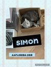 Simon photo 3