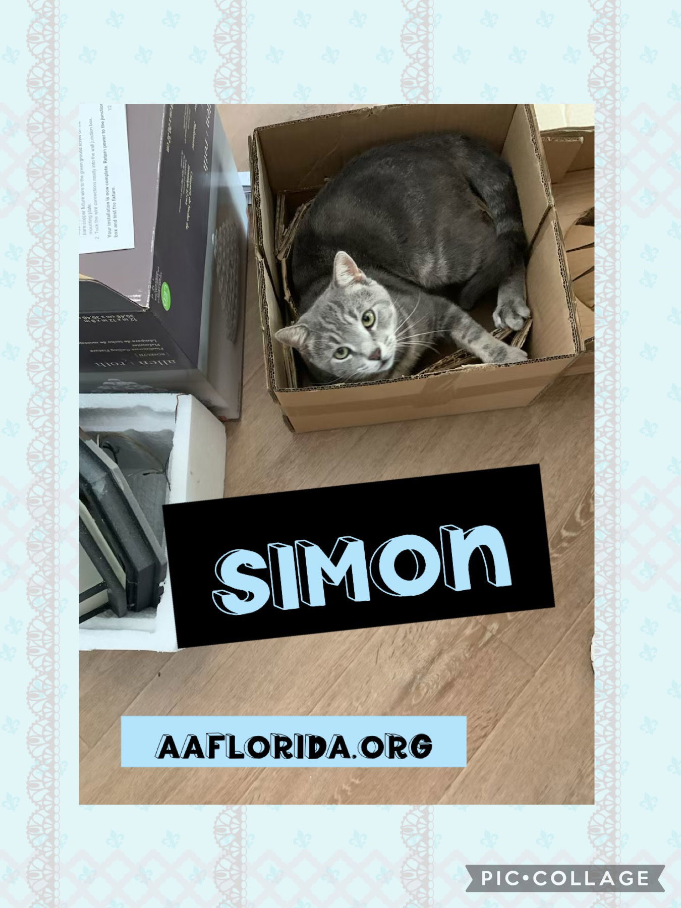 Simon, an adoptable Tabby, Domestic Short Hair in Pensacola, FL, 32534 | Photo Image 3