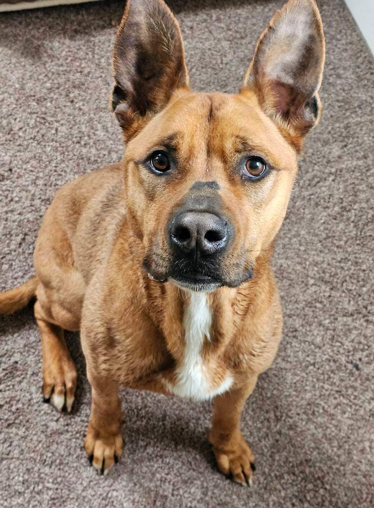 Scooby, an adoptable German Shepherd Dog in Lockport, NY, 14095 | Photo Image 1