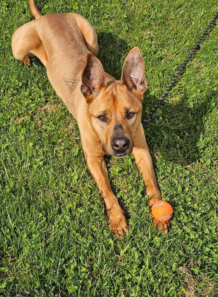 Scooby, an adoptable German Shepherd Dog in Lockport, NY, 14095 | Photo Image 2