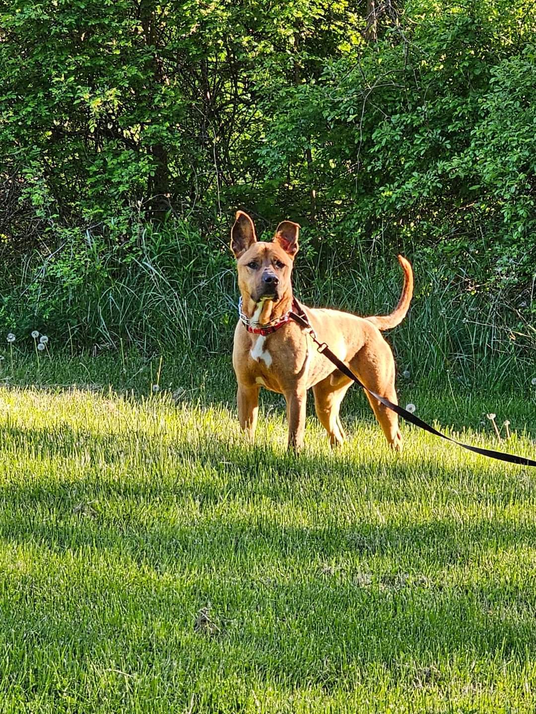 Scooby, an adoptable German Shepherd Dog in Lockport, NY, 14095 | Photo Image 3
