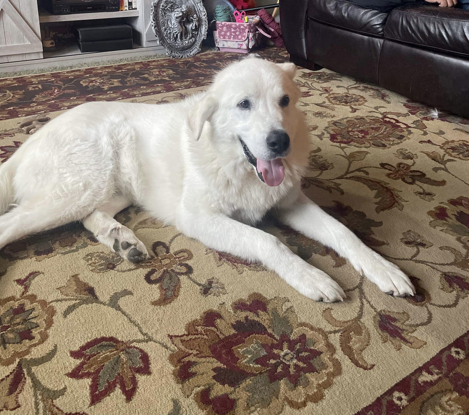 Sokka/Odin, an adoptable Akbash in Bountiful, UT, 84010 | Photo Image 1