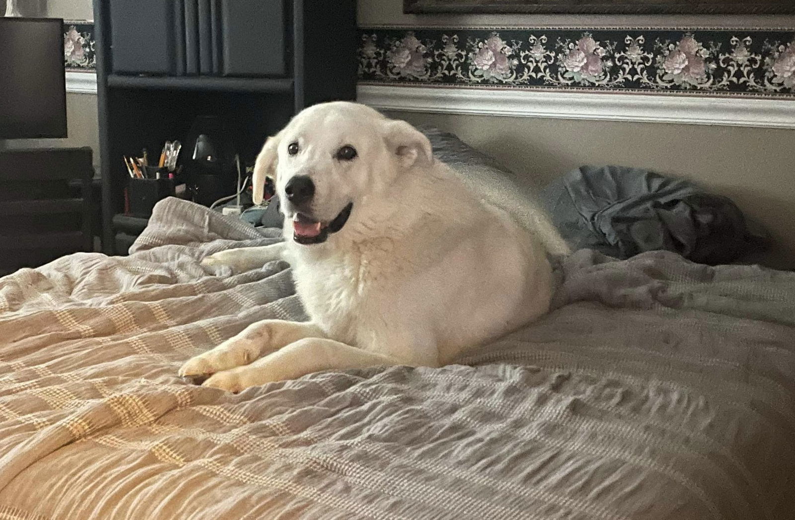 Sokka/Odin, an adoptable Akbash in Bountiful, UT, 84010 | Photo Image 2