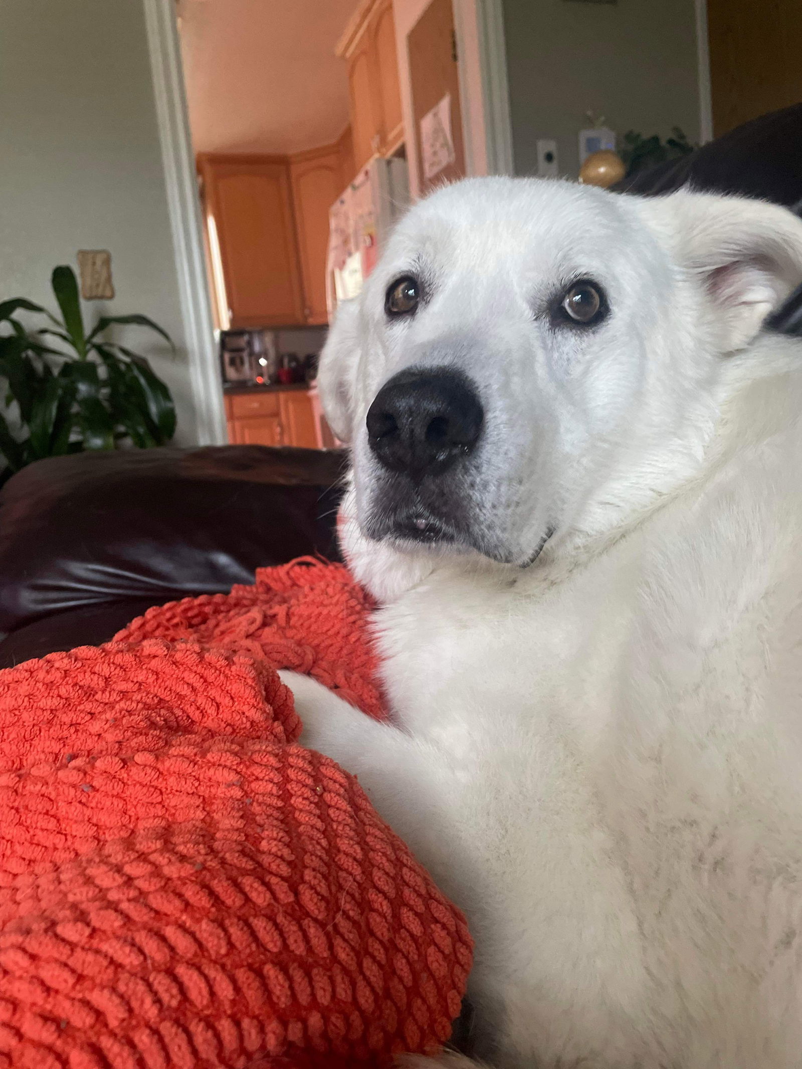 Sokka/Odin, an adoptable Akbash in Bountiful, UT, 84010 | Photo Image 3