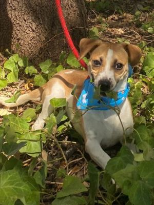Dart, Adult Male Terrier