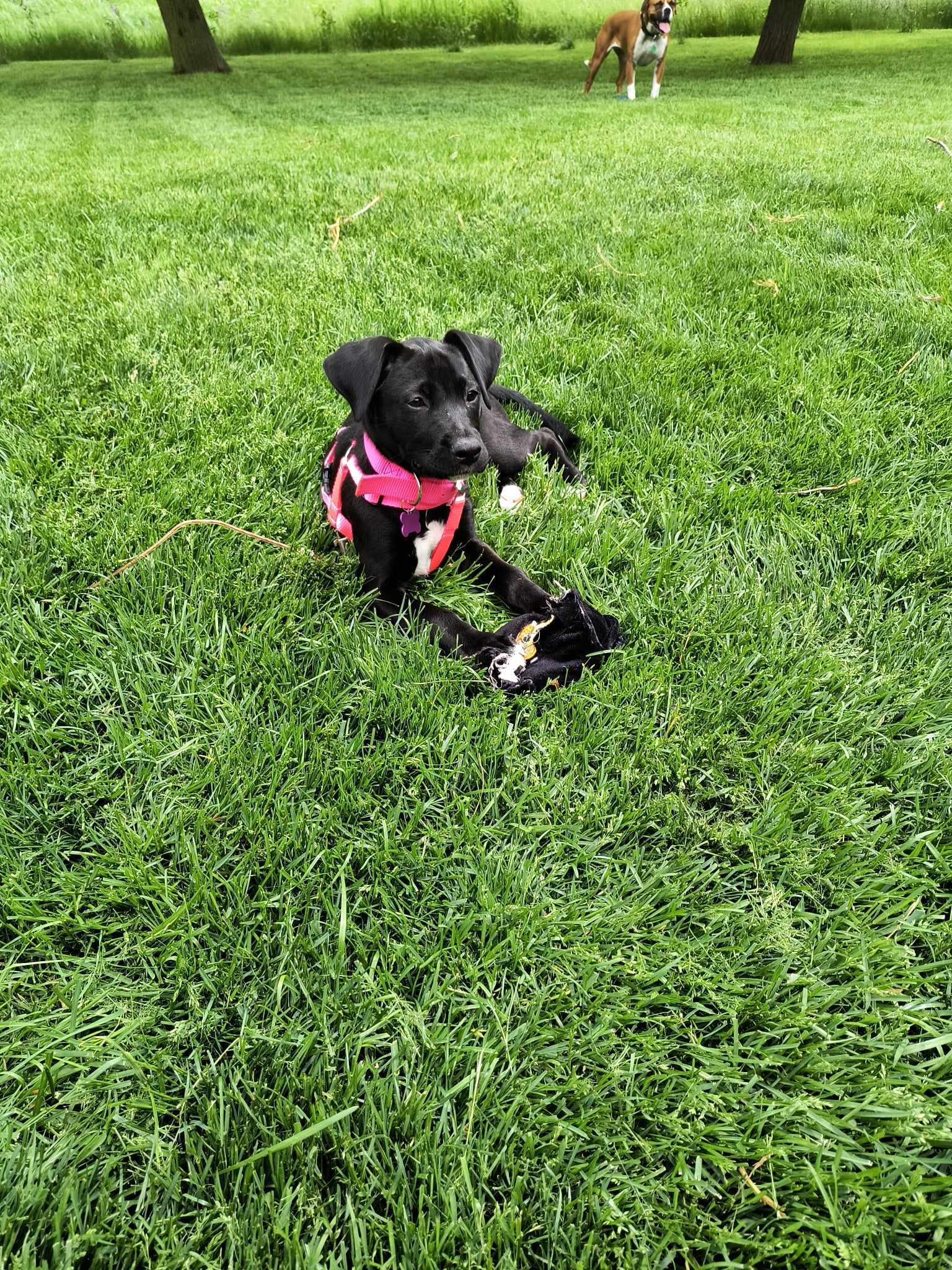 Tessa, an adoptable Boxer in Owatonna, MN, 55060 | Photo Image 1