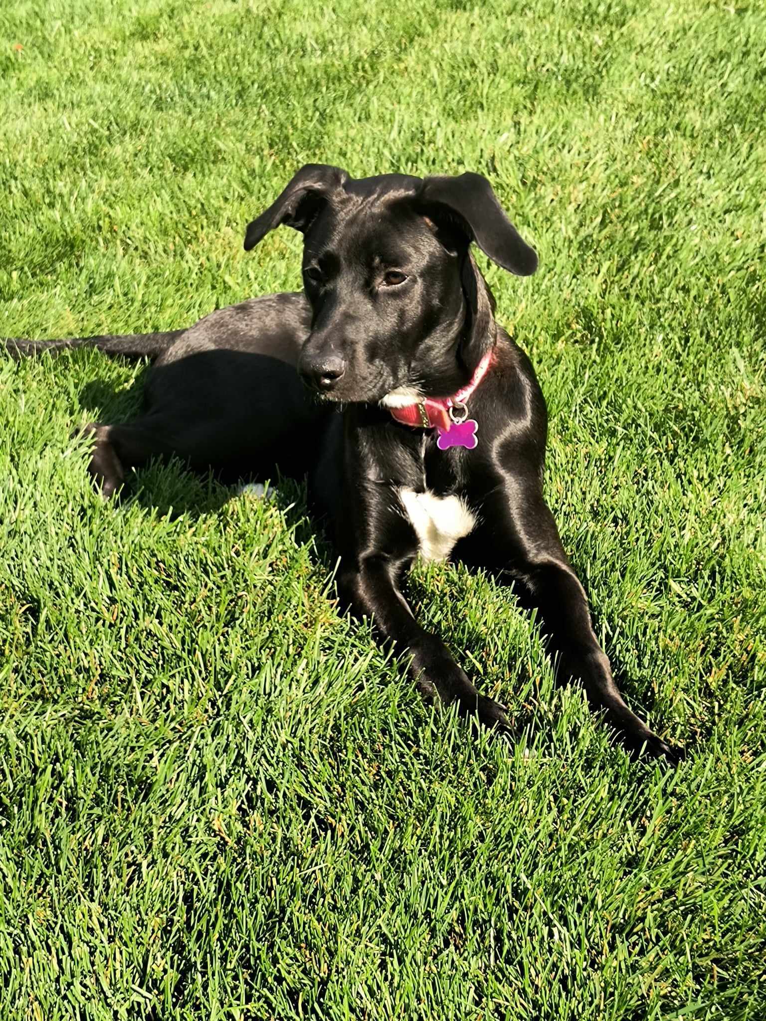 Tessa, an adoptable Boxer, Shepherd in Owatonna, MN, 55060 | Photo Image 1