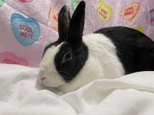 Please check here for updated adoption hours Foster writes Ollie is a sweet kind and curious bun